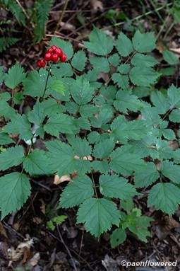 Plant form with fruit